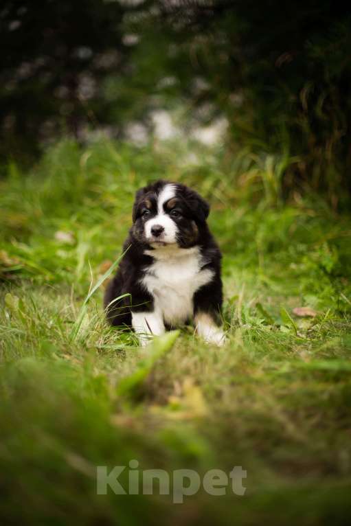 Собаки в Москве: Щенок Австралийской Овчарки  Мальчик, 50 000 руб. - фото 4