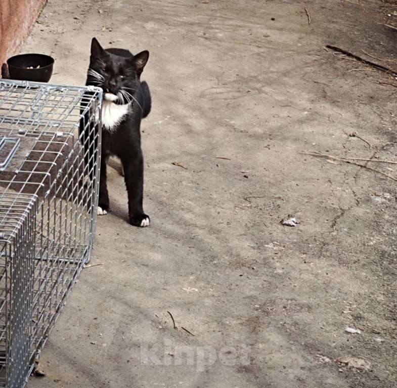 Кошки в Москве: Крошик ищет дом Мальчик, 1 руб. - фото 2