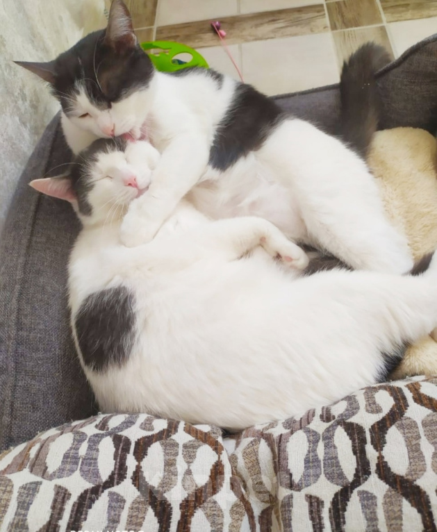 Кошки в Москве: котосчастье в квадрате очень хочет домой  Девочка, 10 руб. - фото 6