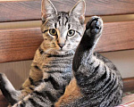 Кошки в Санкт-Петербурге: Ласковый, трогательный котенок-подросток Родни в добрые руки Мальчик, 10 руб. - фото 4