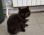 Кошки в Мичуринске: Пушистый котенок, Бесплатно - фото 7