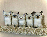 Кошки в Ливны: Невская маскарадная (котята), 35 000 руб. - фото 1