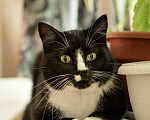 Кошки в Москве: Плюшевый котик Маркиз ищет дом Мальчик, Бесплатно - фото 1