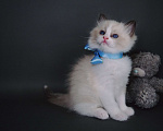 Кошки в Москве: Рэгдолл котенок мальчик клубный Мальчик, 55 000 руб. - фото 3