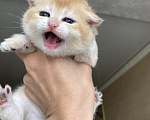 Кошки в Сочи: Шотландские вислоухие котята Разнополые, Бесплатно - фото 5