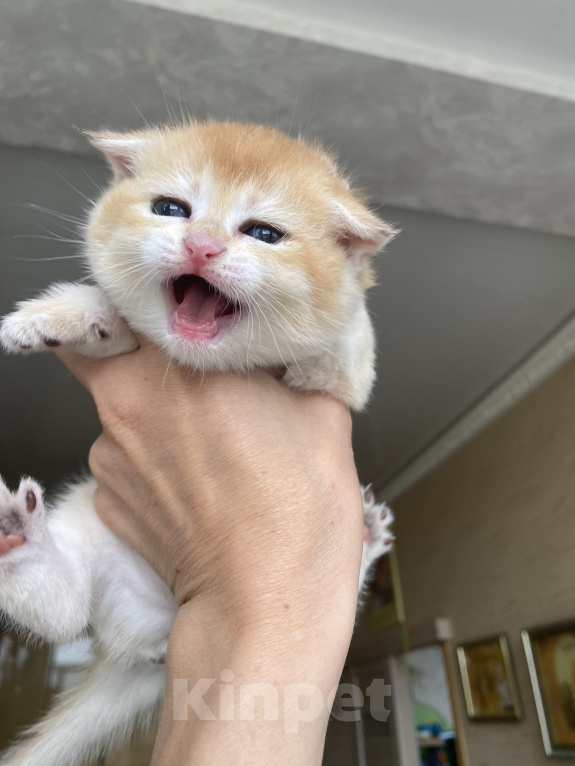 Кошки в Сочи: Шотландские вислоухие котята Разнополые, Бесплатно - фото 5