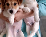 Собаки в Новокузнецке: Малыши Джек-Рассел Мальчик, 30 000 руб. - фото 6