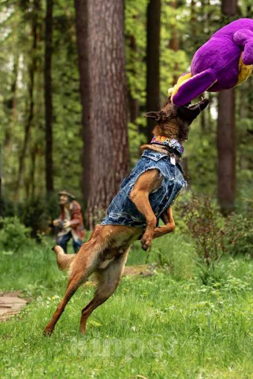 Собаки в Москве: Красавчик Анзор ищет дом. Мальчик, Бесплатно - фото 2