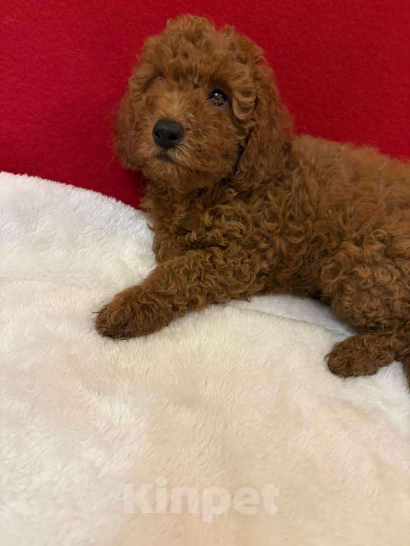 Собаки в Москве: Пудель  -Мальчики    Мальчик, 40 000 руб. - фото 2