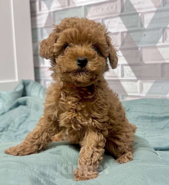 Собаки в Москве: Той-пудель Талия  Девочка, 130 000 руб. - фото 2