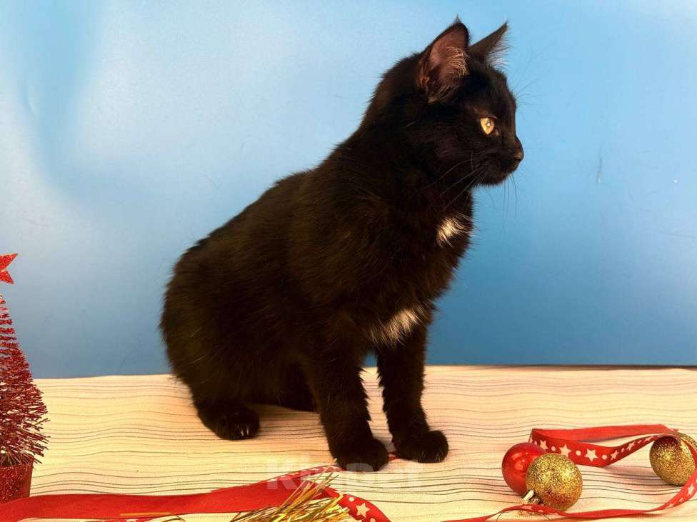 Кошки в Москве: Буся, котенок-подросток в добры руки Девочка, Бесплатно - фото 5