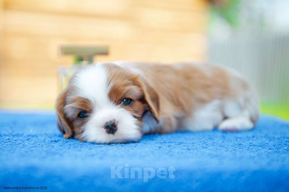 Собаки в Челябинске: Девочка от шикарных титулованных родителей Девочка, Бесплатно - фото 7