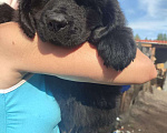 Собаки в Новосибирске: щенки ньюфаундленда Мальчик, Бесплатно - фото 1