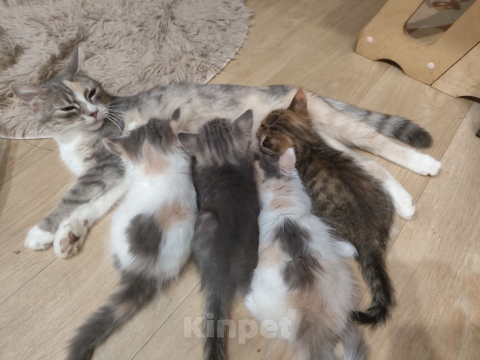 Кошки в Электростали: Отдам в хорошие руки котят девочек Девочка, 100 руб. - фото 5