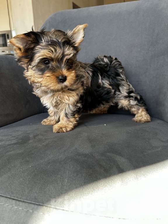 Собаки в других городах Московской области: Цветные йорки Разнополые, 50 000 руб. - фото 3