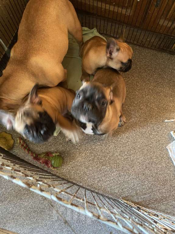 Собаки в Санкт-Петербурге: Шикарный мальчишка рыжего окраса  Мальчик, 45 000 руб. - фото 8