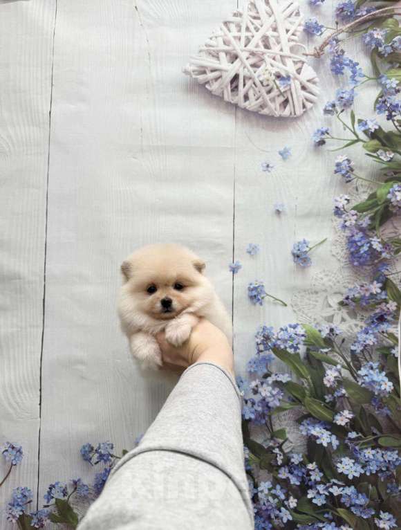 Собаки в Москве: Милая малышка Девочка, 25 000 руб. - фото 1