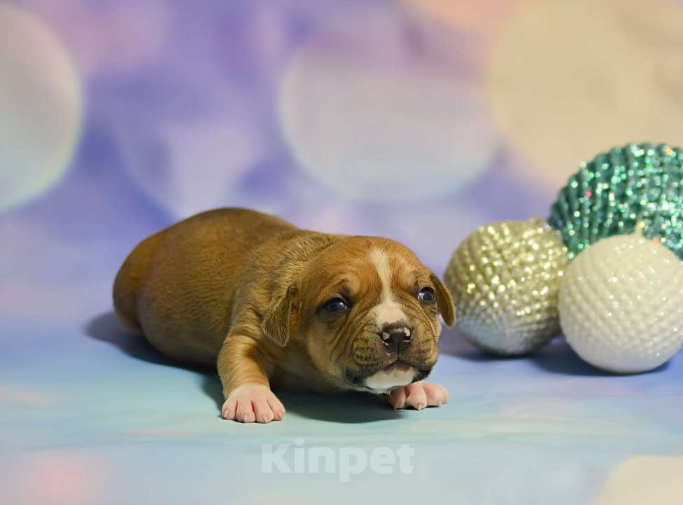 Собаки в Люберцах: Солнечный мальчик Мальчик, 60 000 руб. - фото 2