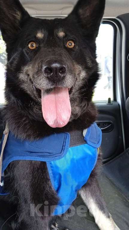 Собаки в Ногинске: Милли Девочка, Бесплатно - фото 4