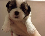 Собаки в Рыбинске: Щенок ши-тцу Мальчик, 40 000 руб. - фото 2