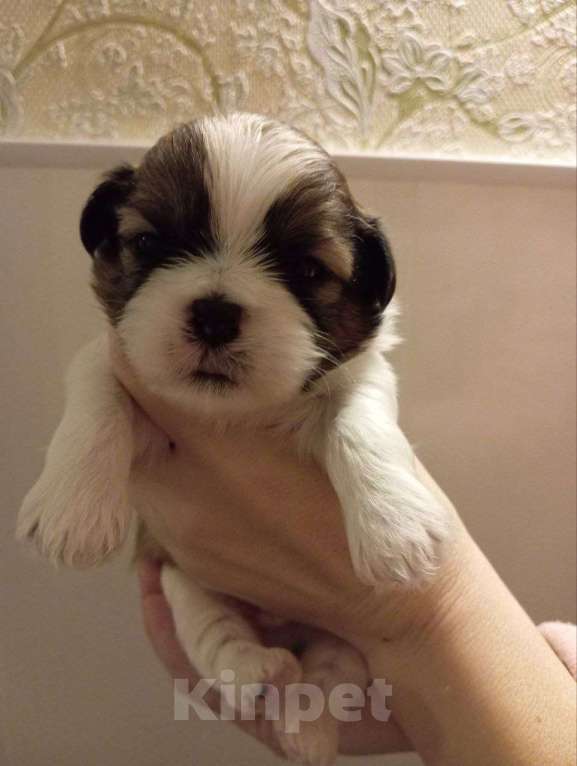 Собаки в Рыбинске: Щенок ши-тцу Мальчик, 40 000 руб. - фото 2
