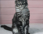 Кошки в Волхове: Котенок породы мейн-кун. Мальчик. Мальчик, 15 000 руб. - фото 4