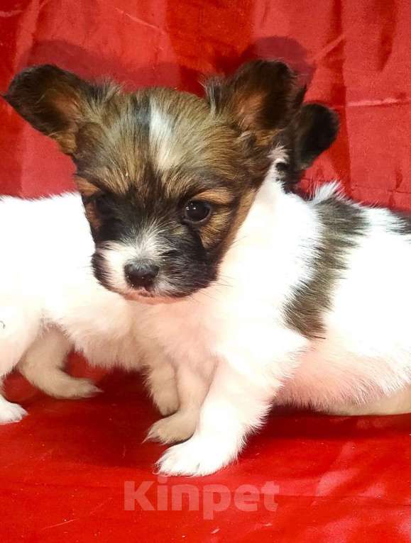 Собаки в Красноармейске: Щенки папийона бело-соболиные Мальчик, 35 000 руб. - фото 2