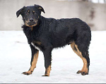 Собаки в Москве: Красавец и сердцеед Данте ждет семью в приюте, 4 мес Мальчик, Бесплатно - фото 1