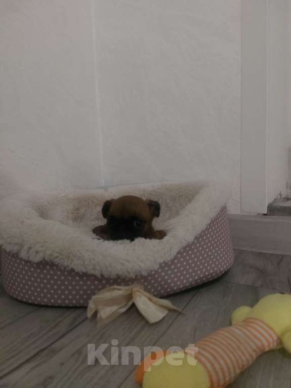 Собаки в Москве: Девочка брабансон Девочка, 50 000 руб. - фото 4