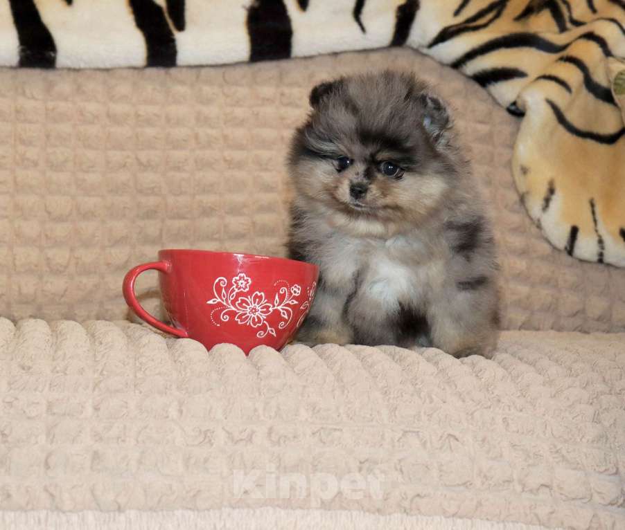 Собаки в Москве: Элитная красотка шпица Девочка, 100 000 руб. - фото 1