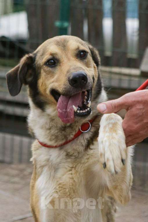 Собаки в Санкт-Петербурге: Добрый, домашний молодой пёс Арчи ищет дом Мальчик, Бесплатно - фото 6