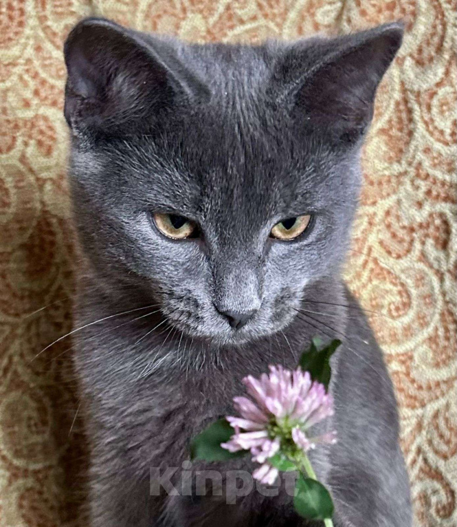 Кошки в Москве: Голубой котенок в добрые руки Мальчик, Бесплатно - фото 4