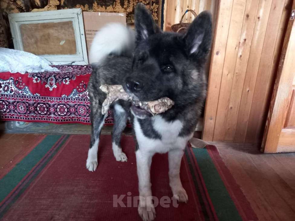 Собаки в других городах Московской области: Потерялся друг Мальчик, 50 000 руб. - фото 4