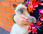 Кошки в Краснодаре: Котята Невская маскарадная кошечка котик пушистые блю поинт окрас Девочка, 17 000 руб. - фото 3