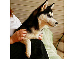 Собаки в Долгопрудном: Щенок Хаски ( девочка )  Девочка, 10 000 руб. - фото 3