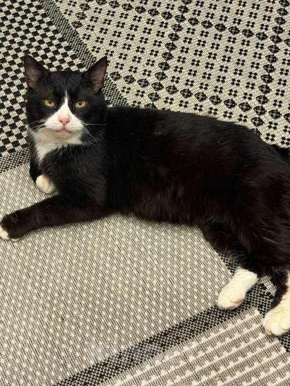 Кошки в Владимире: Маркиз ищет дом Мальчик, Бесплатно - фото 1