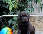 Собаки в Краснодаре: Шоколадный мальчик Мальчик, Бесплатно - фото 1