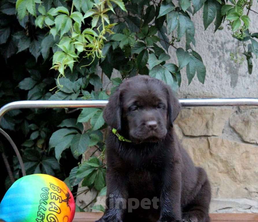 Собаки в Краснодаре: Шоколадный мальчик Мальчик, Бесплатно - фото 1
