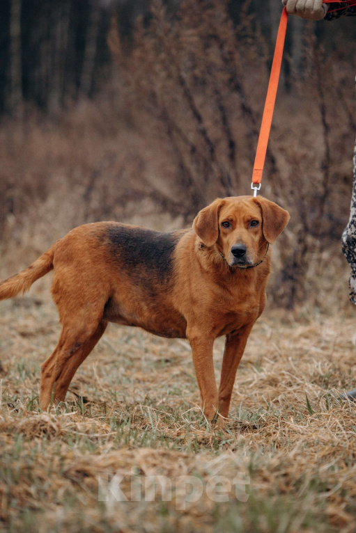 Собаки в Москве: Собака из приюта ищет дом Девочка, Бесплатно - фото 8