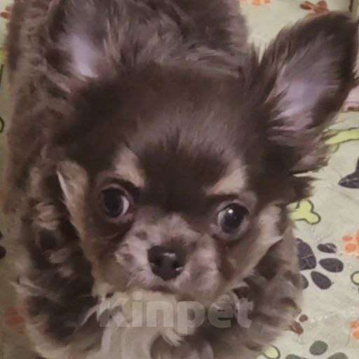 Собаки в Москве: Чихуахуа мальчик щенок Мальчик, 40 000 руб. - фото 1