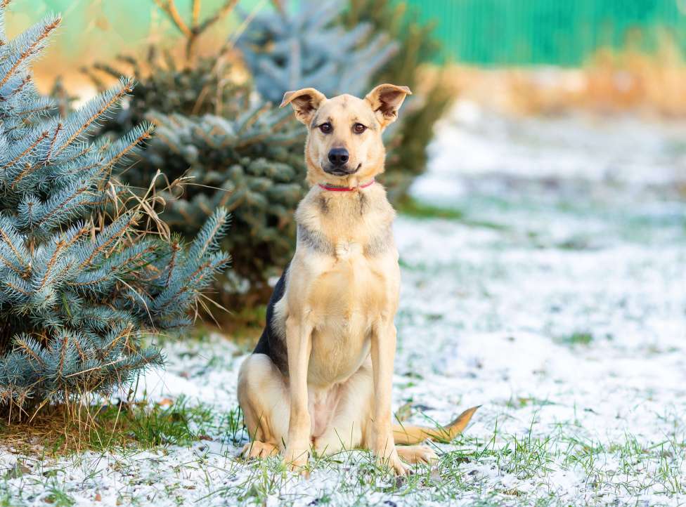 Собаки в других городах Московской области: Доброжелательная Джули Девочка, Бесплатно - фото 4