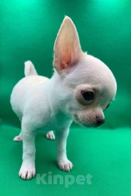 Собаки в Москве: Щенок чихуахуа мальчик короткошерстный.  Мальчик, 60 000 руб. - фото 1