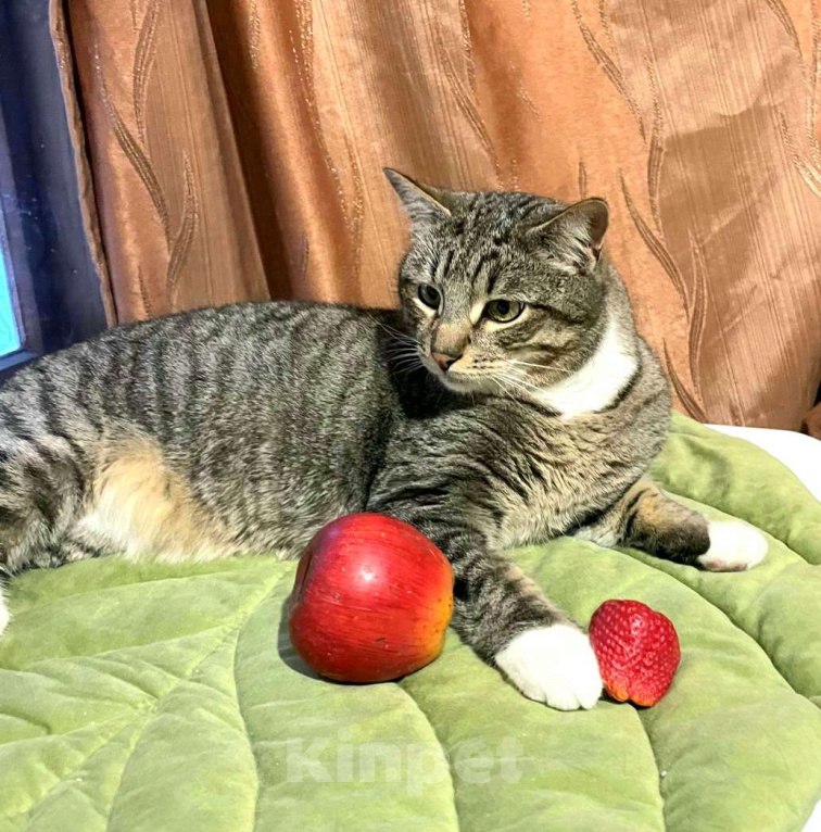 Кошки в Королеве: Котик Элвис ищет дом Мальчик, Бесплатно - фото 6