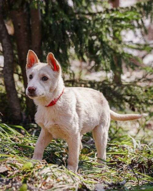 Собаки в Москве: Бесподобный домашний щенок Пилот ищет дом Мальчик, Бесплатно - фото 2
