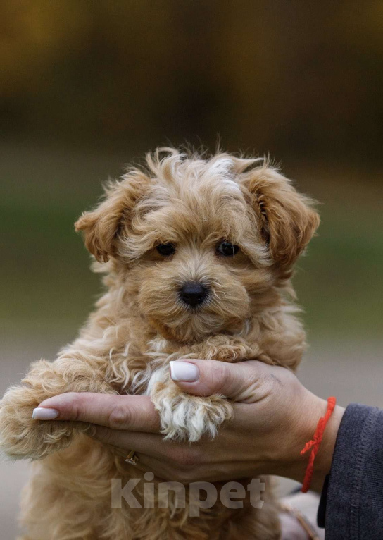 Собаки в Москве: Мальтипу ф1 мальчик Мальчик, 110 000 руб. - фото 1