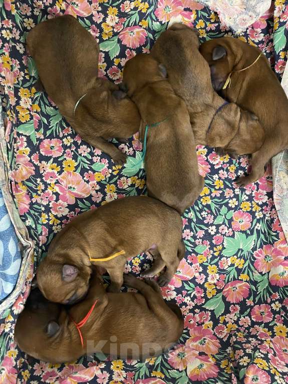 Собаки в Котельнике: Щенки терьера   Лисии и Антуана Мальчик, 80 000 руб. - фото 7