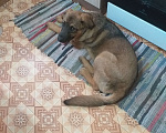 Собаки в Астрахани: Отдам щенка в добрые руки  Мальчик, 1 руб. - фото 1