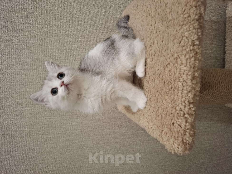 Кошки в Челябинске: Шотландский котенок Мальчик, 20 000 руб. - фото 3