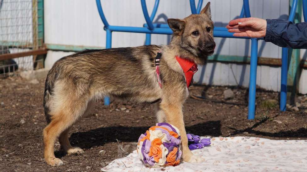 Собаки в Ногинске: Щенок ищет дом Девочка, Бесплатно - фото 3