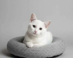 Кошки в Санкт-Петербурге: Белый ангел в ваш дом, котенок 3 месяца Мальчик, Бесплатно - фото 2